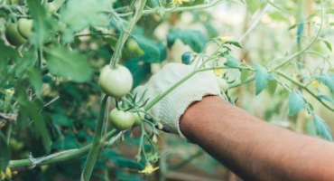 Jak svázat rajčata v polykarbonátovém skleníku